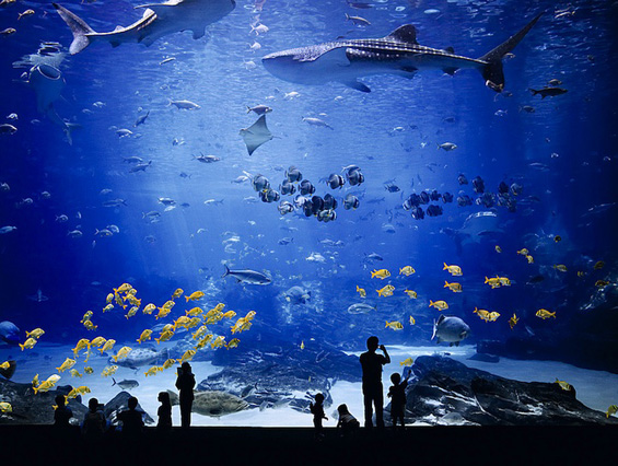 Најголемиот аквариум во светот