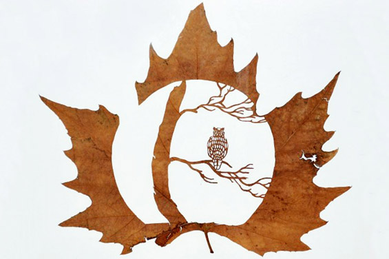 Ливчиња од дрвја кои раскажуваат приказни