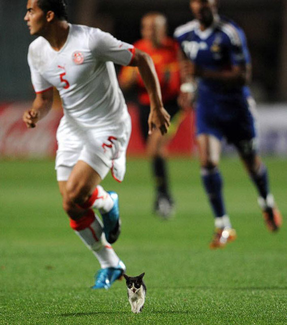 (4) Животните и фудбалот Животните и фудбалот