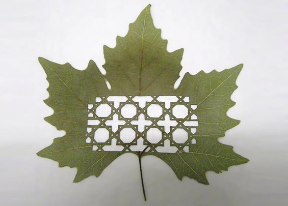 Ливчиња од дрвја кои раскажуваат приказни