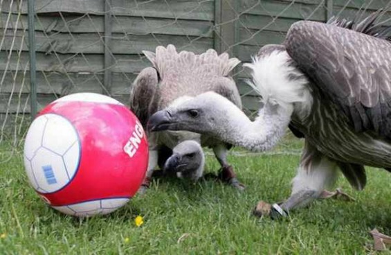 (6) Животните и фудбалот Животните и фудбалот