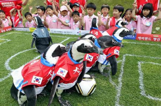 (7) Животните и фудбалот Животните и фудбалот