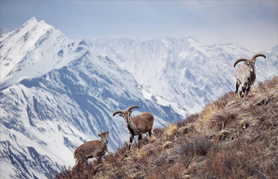 (9) Сензационалните Хималаи Сензационалните Хималаи