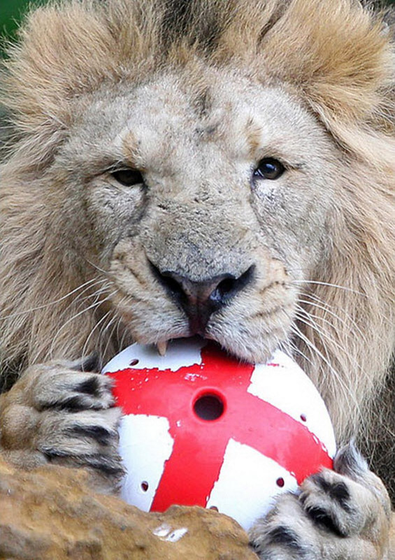 (9) Животните и фудбалот Животните и фудбалот