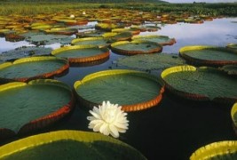 10 најубави мочуришта на Земјата