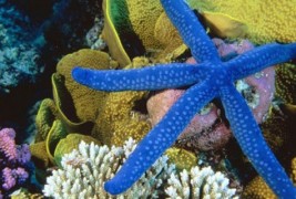 Неверојатниот морски свет во Големиот корален гребен