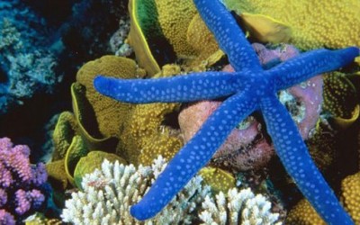 Неверојатниот морски свет во Големиот корален гребен