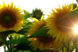 Чудната историја на сончогледот