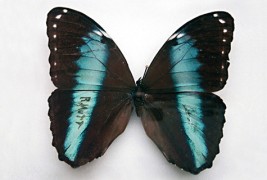 Дизајнирани пеперутки