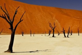 Гробница на дрвја стари 900 години