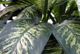 Совети за одгледување собни растенија - Дифенбахија