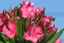 Совети за одгледување собни растенија - Олеандер