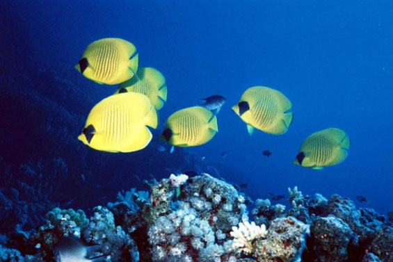 Неверојатниот морски свет во Големиот корален гребен