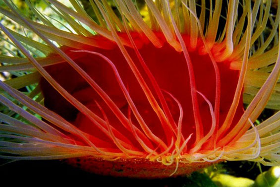 Неверојатниот морски свет во Големиот корален гребен