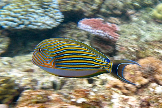 Неверојатниот морски свет во Големиот корален гребен