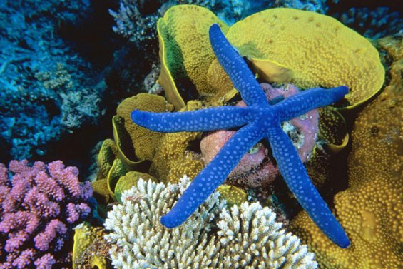 Неверојатниот морски свет во Големиот корален гребен