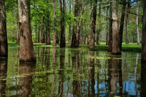 10 најубави мочуришта на Земјата