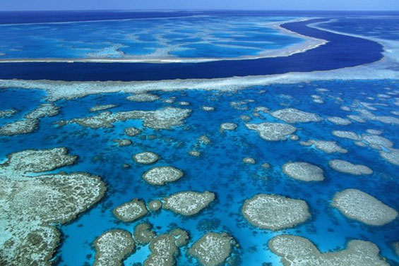 Неверојатниот морски свет во Големиот корален гребен