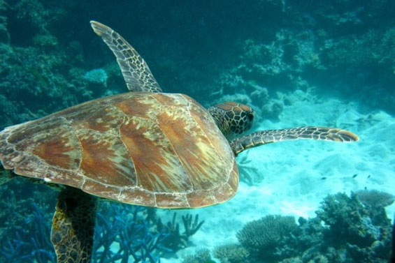 Неверојатниот морски свет во Големиот корален гребен