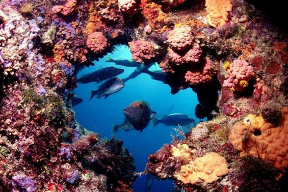 Неверојатниот морски свет во Големиот корален гребен