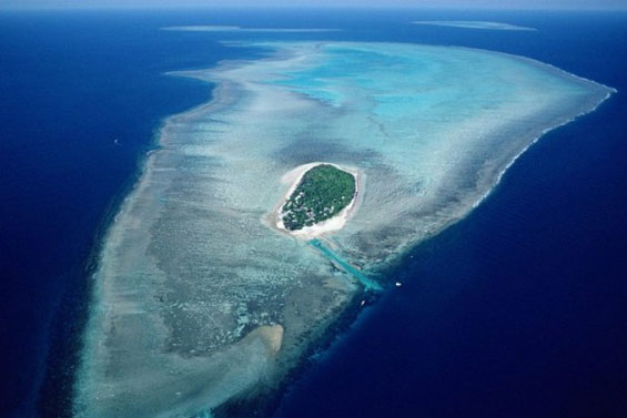 Неверојатниот морски свет во Големиот корален гребен