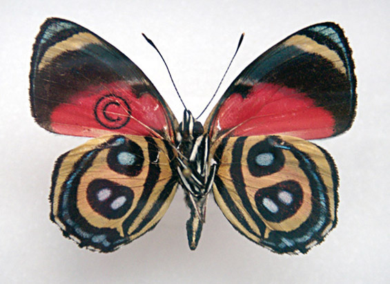 Дизајнирани пеперутки