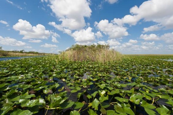 10 најубави мочуришта на Земјата