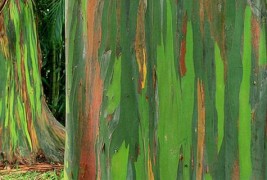 Дрво со шарено стебло