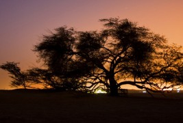 Дрвото на животот во Бахреин