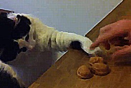 Мачка што умее да се коцка