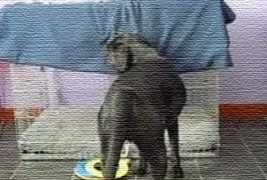 Што прави куче кога му студи?