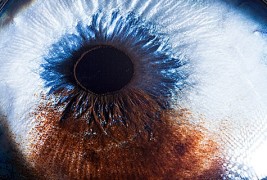 Уметноста скриена во животинските очи