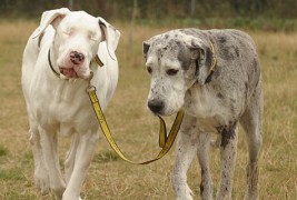 Вистинско другарство: Кучката Медисон се грижи за слепата кучка Лили