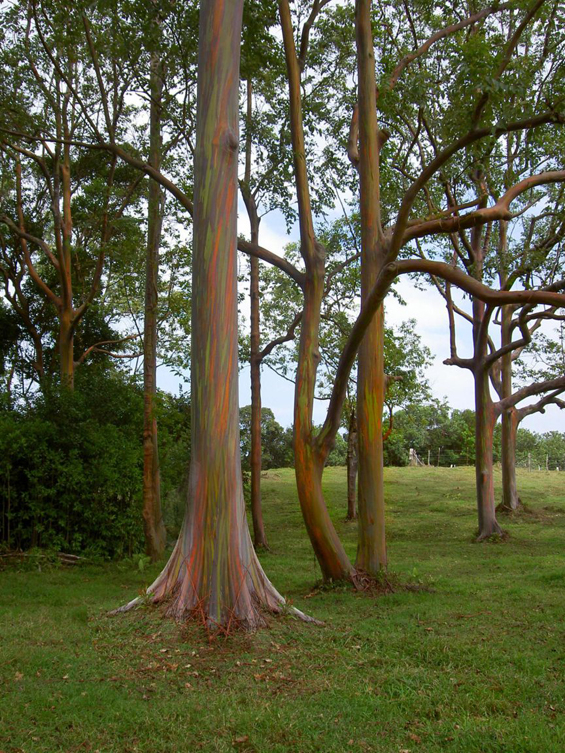 Дрво со шарено стебло