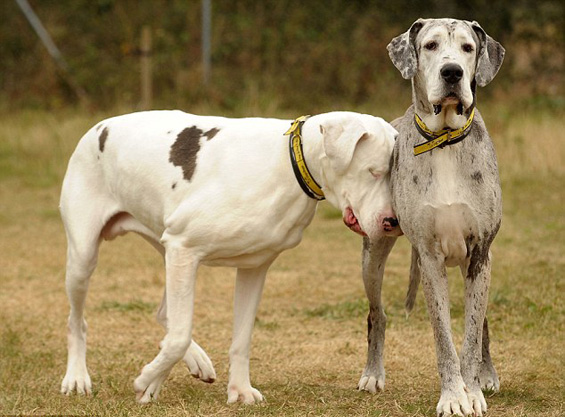 Вистинско другарство: Кучката Медисон се грижи за слепата кучка Лили