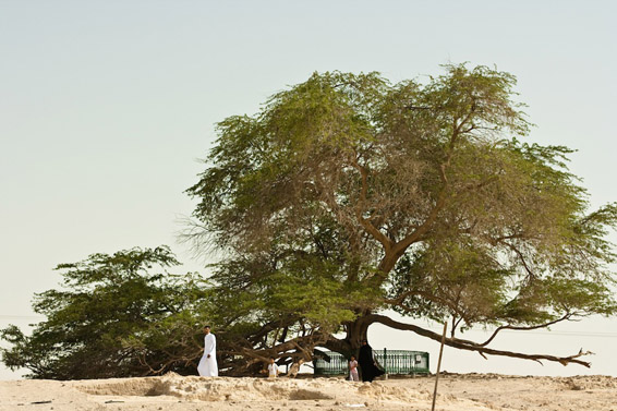 Дрвото на животот во Бахреин
