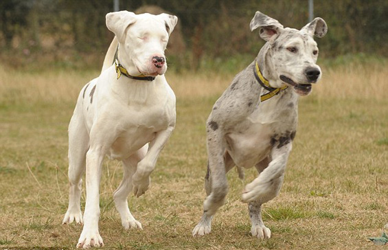 Вистинско другарство: Кучката Медисон се грижи за слепата кучка Лили