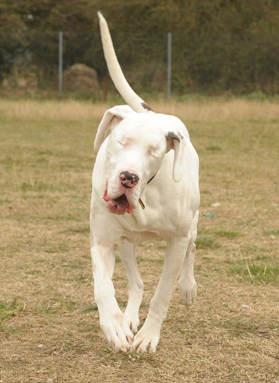 Вистинско другарство: Кучката Медисон се грижи за слепата кучка Лили