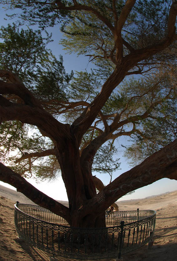 Дрвото на животот во Бахреин