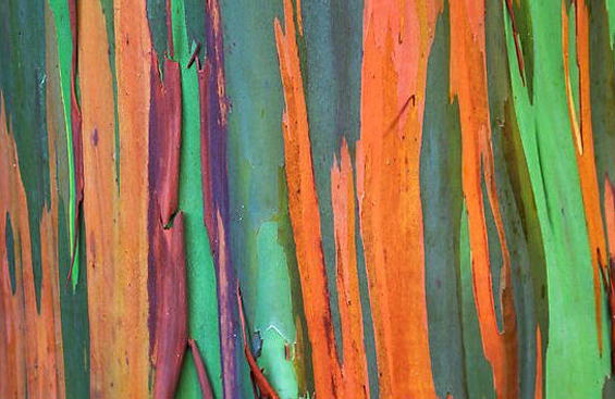 (6) Дрво со шарено стебло Дрво со шарено стебло