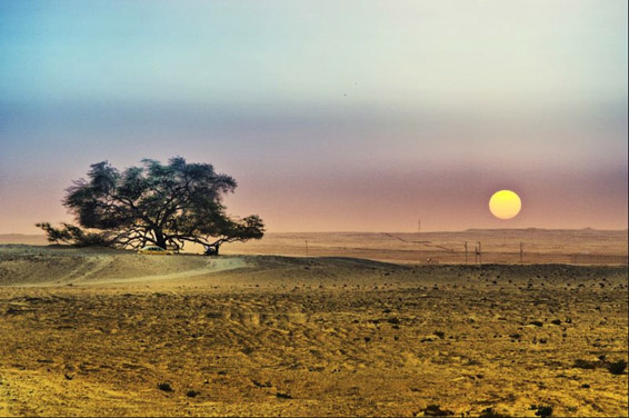 Дрвото на животот во Бахреин