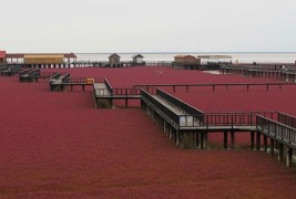 Црвената плажа во Кина