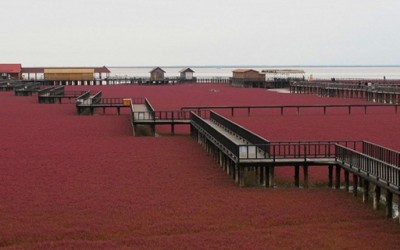 Црвената плажа во Кина