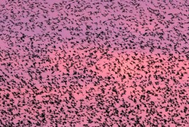 Колку чавки, толку петки