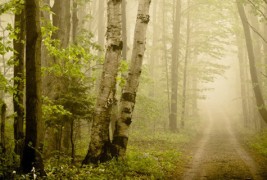 Колоритно спокојство во магловита шума