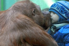 Орангутан бакнува мало момче в уста