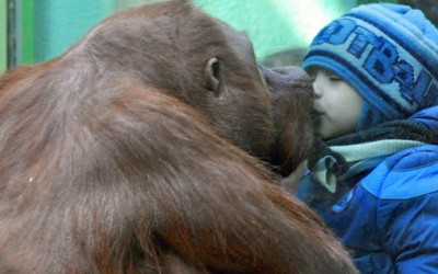 Орангутан бакнува мало момче в уста