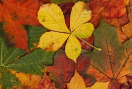 Зошто лисјата паѓаат?