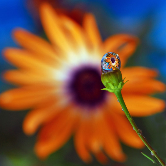 Магична рефлексија во ситни капки вода