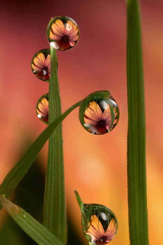 Магична рефлексија во ситни капки вода